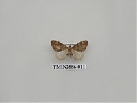 藏品(尺蛾615)的圖片